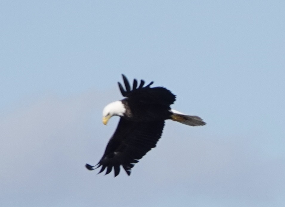 Bald Eagle - ML612794112