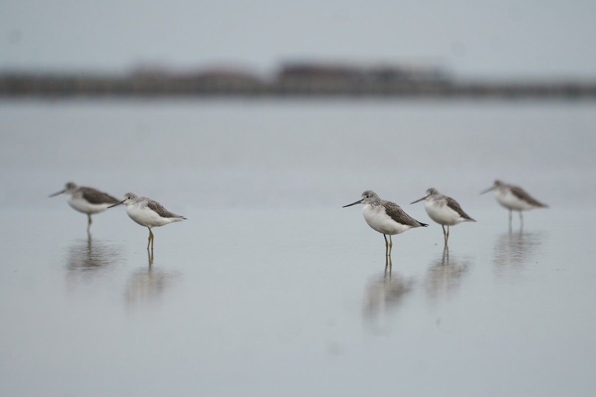 Common Greenshank - ML612794164