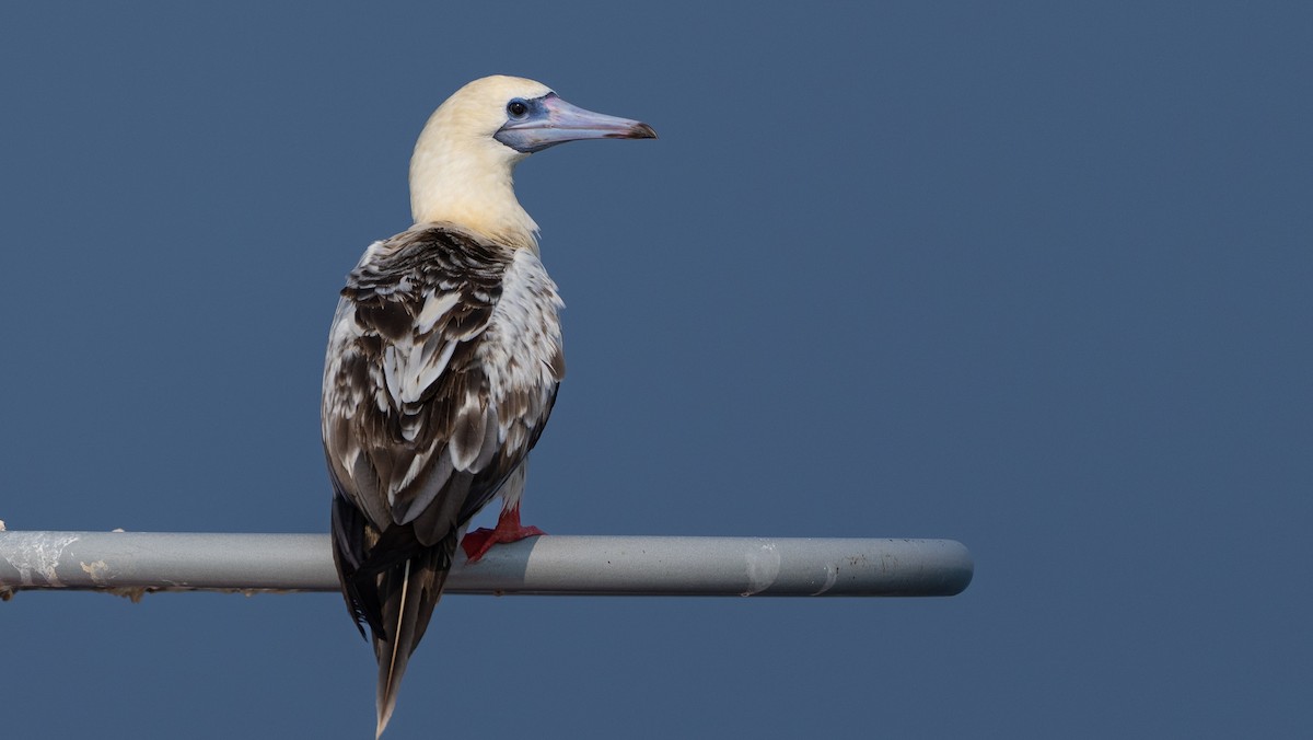 Red-footed Booby - ML612794233