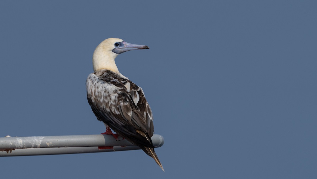 Red-footed Booby - ML612794235