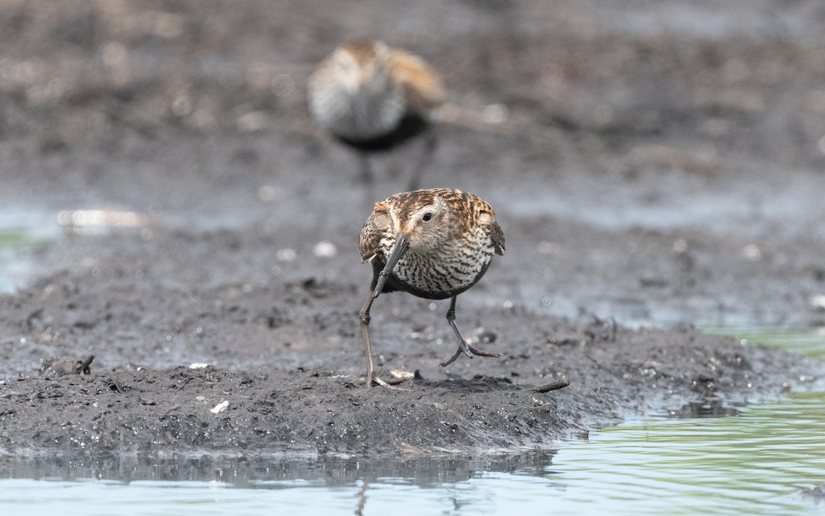 Dunlin - ML612794315