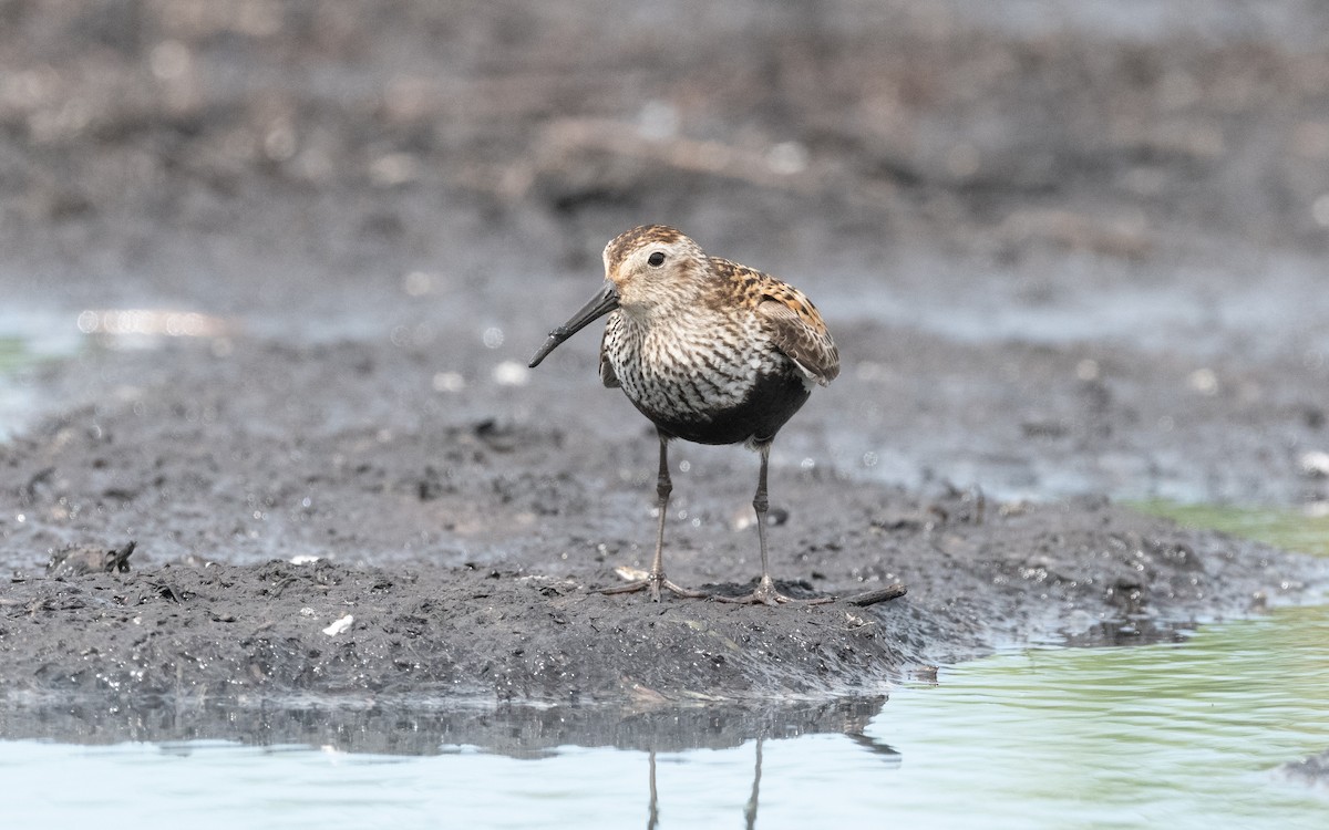 Dunlin - ML612794316