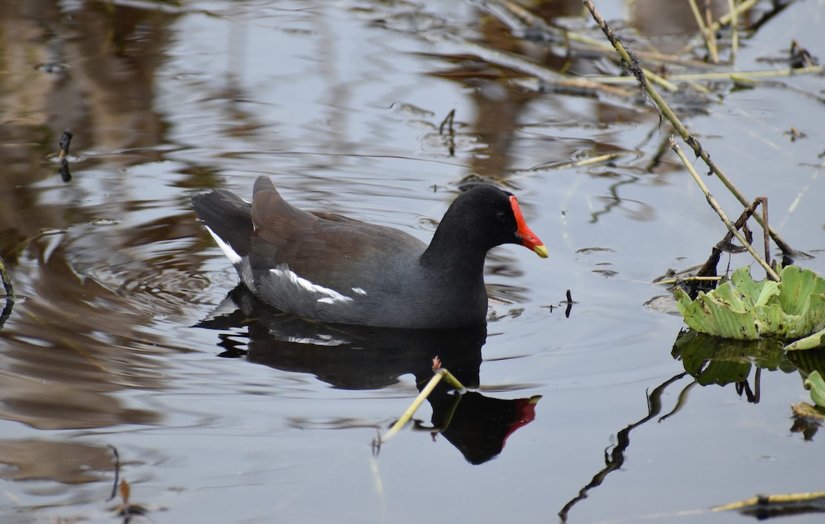 Common Gallinule - ML612794363