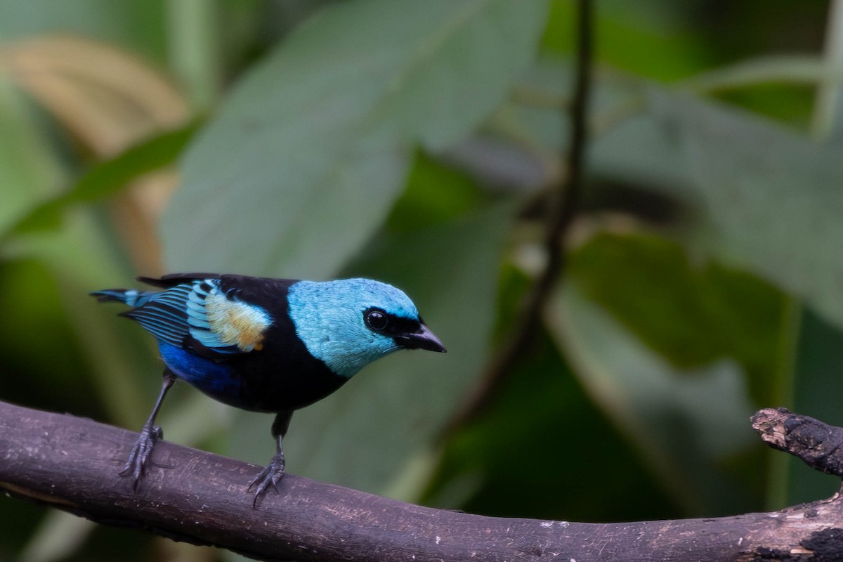Blue-necked Tanager - ML612794414