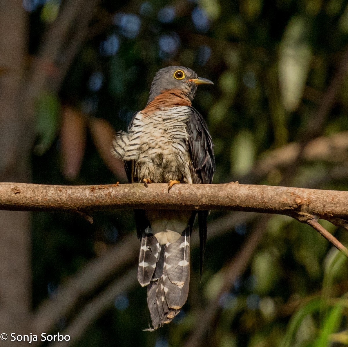 Cuco Solitario - ML612794447