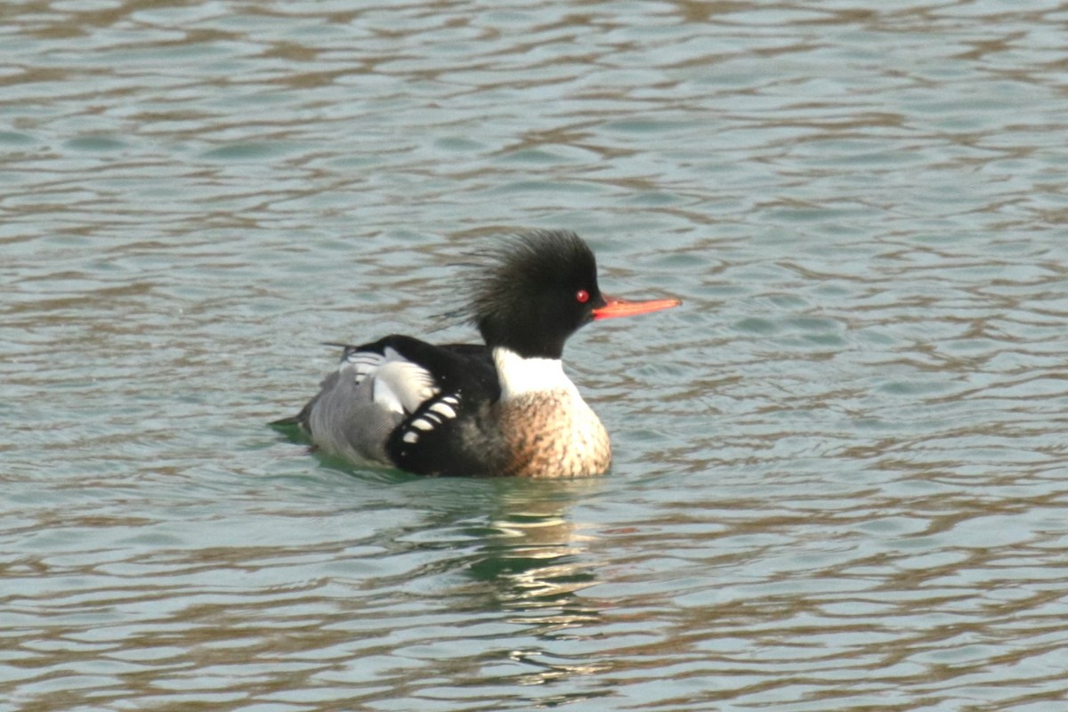 Red-breasted Merganser - Jan Roedolf