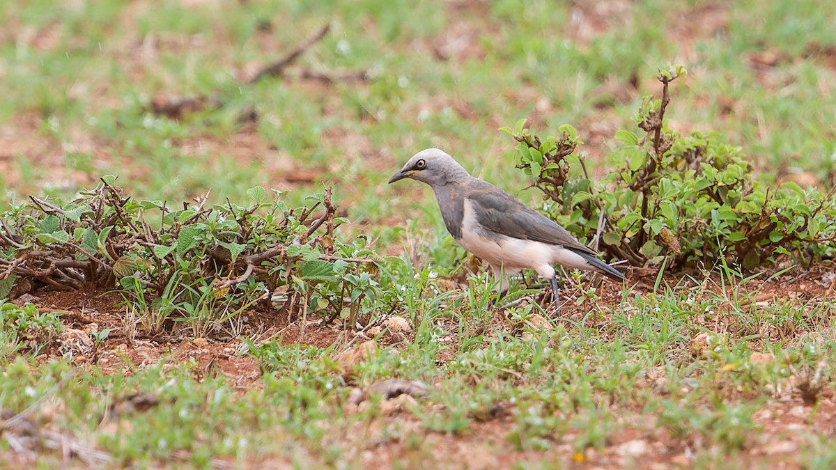 Fischer's Starling - ML612794491