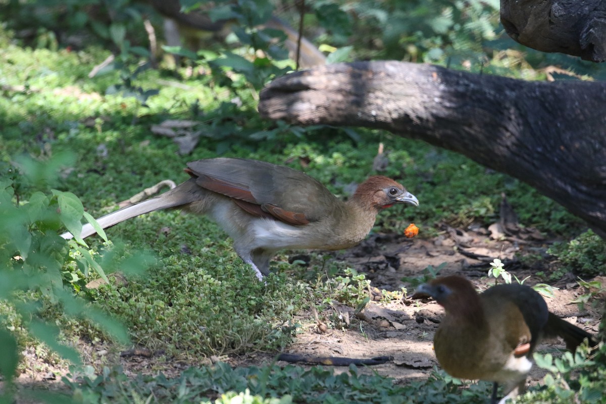 Rufous-headed Chachalaca - ML612794552