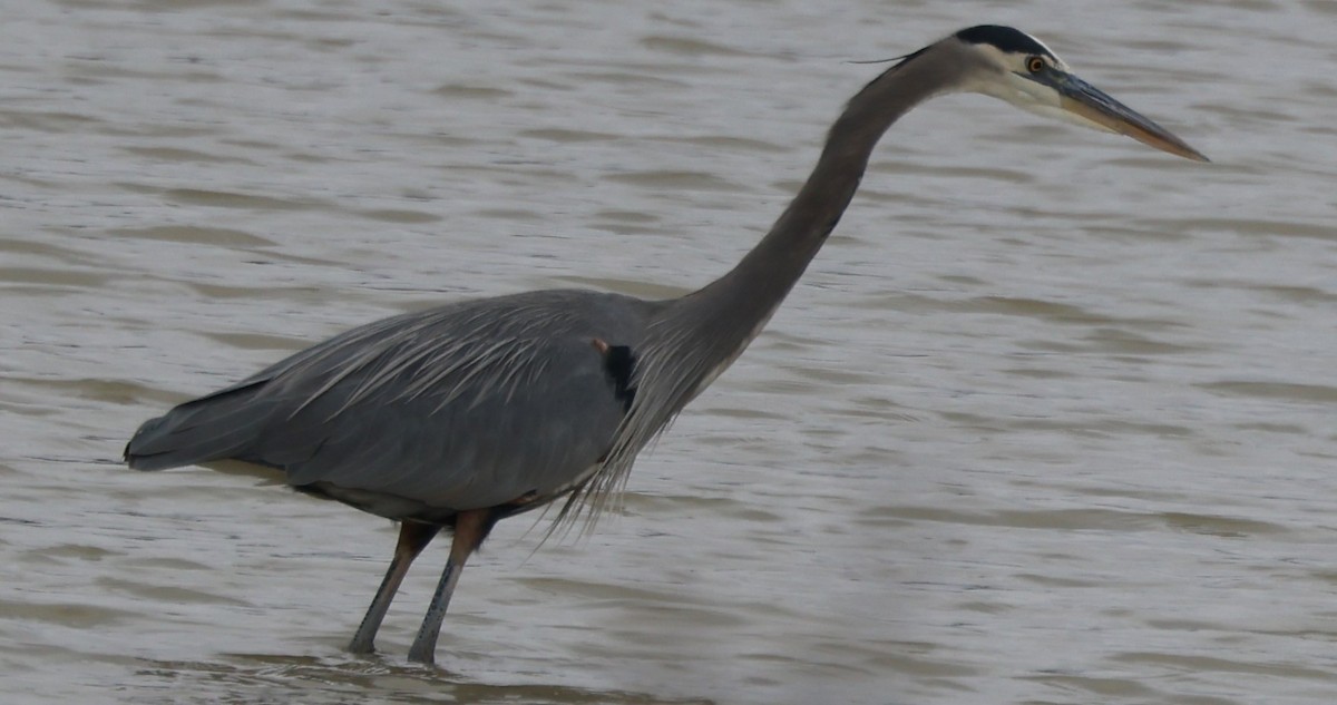 Great Blue Heron - ML612794553