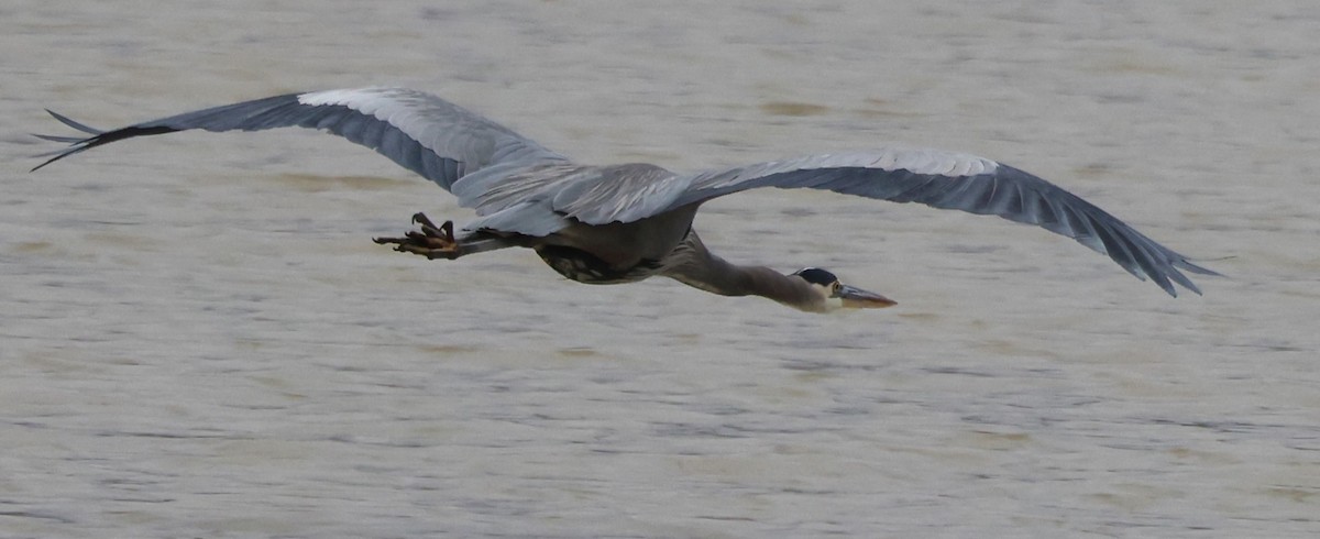 Great Blue Heron - ML612794554