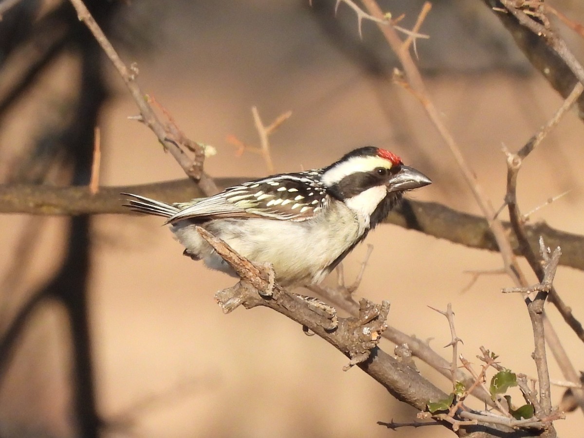 Pied Barbet - Frithjof Vogeley