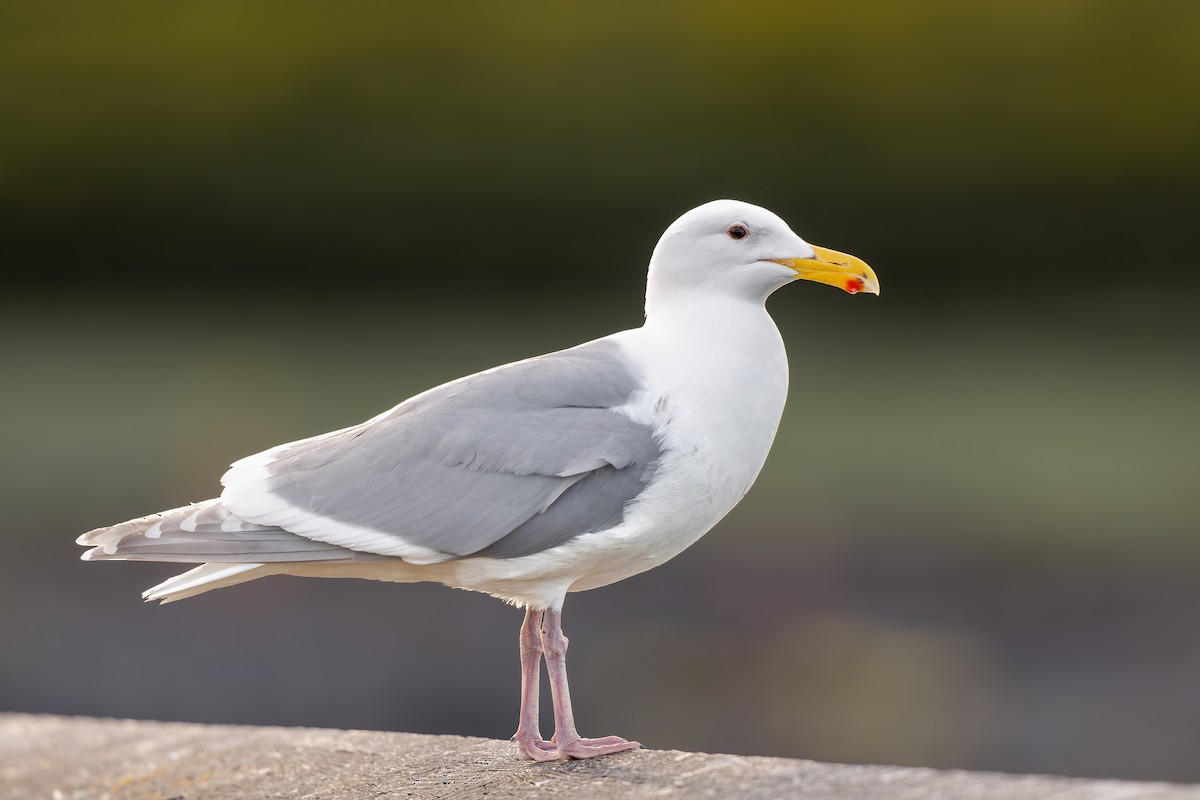 Glaucous-winged Gull - Frédérick Lelièvre