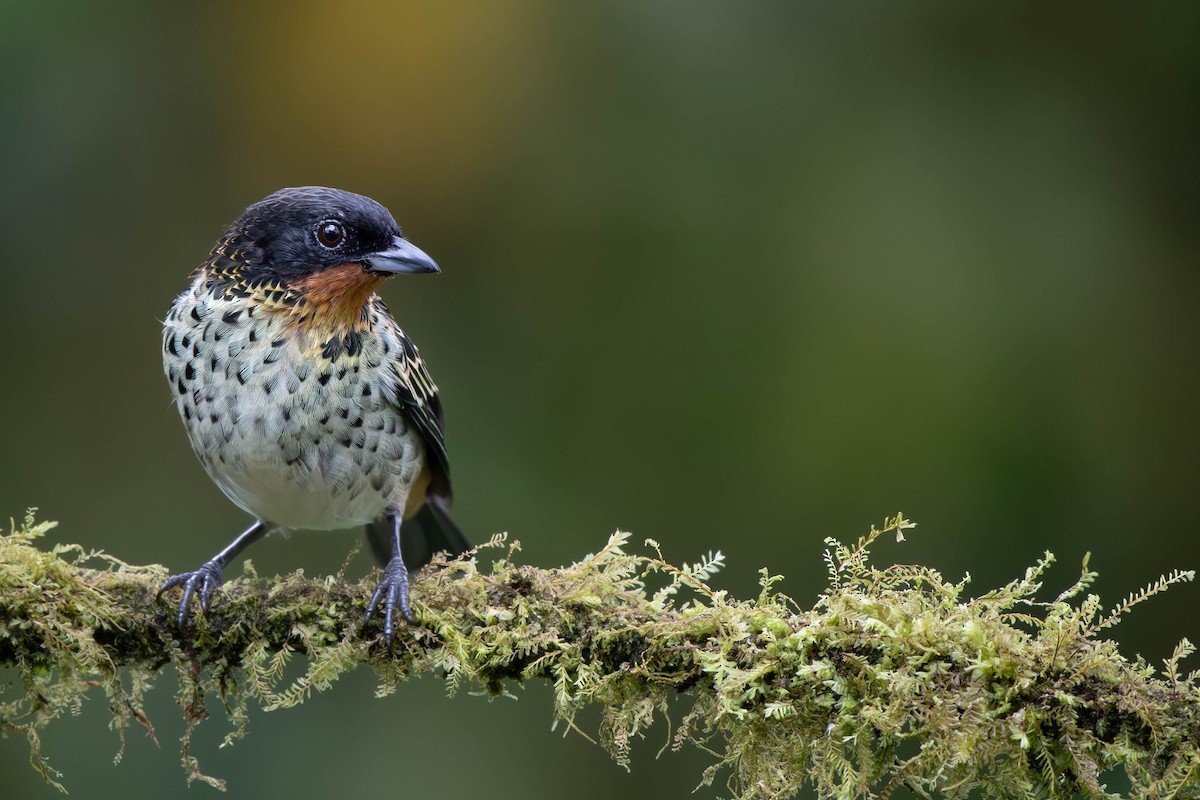 Rufous-throated Tanager - ML612794612