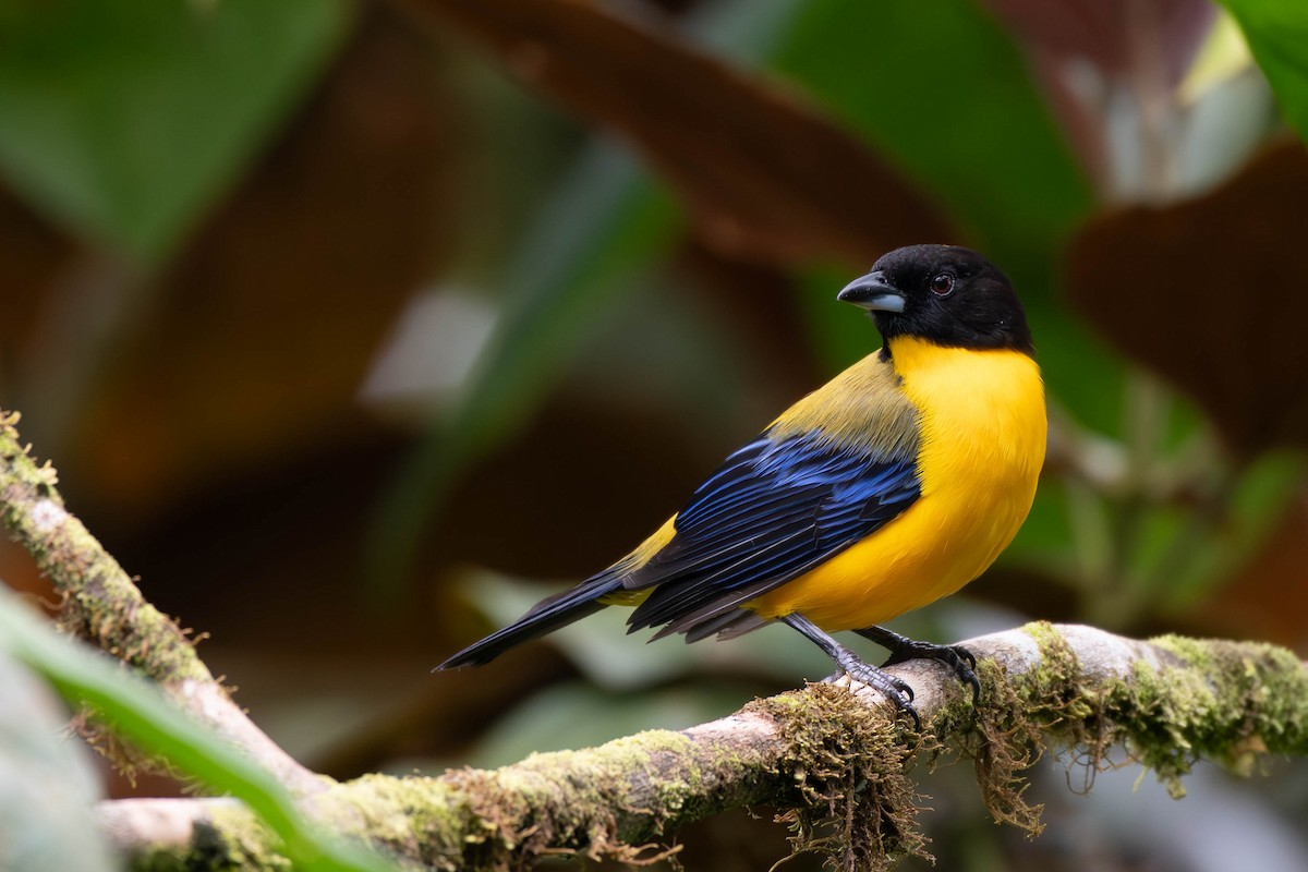 Black-chinned Mountain Tanager - ML612794638