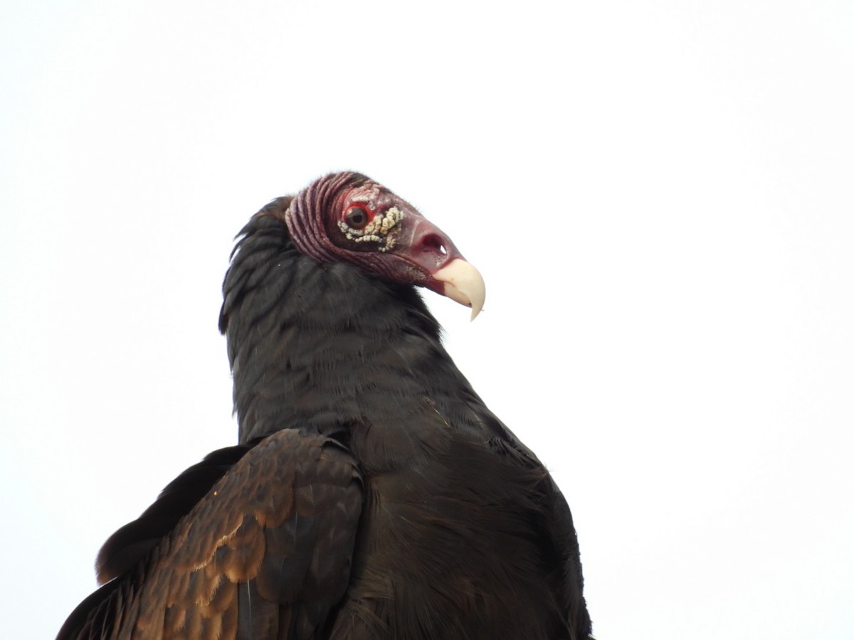 Turkey Vulture - ML612794675