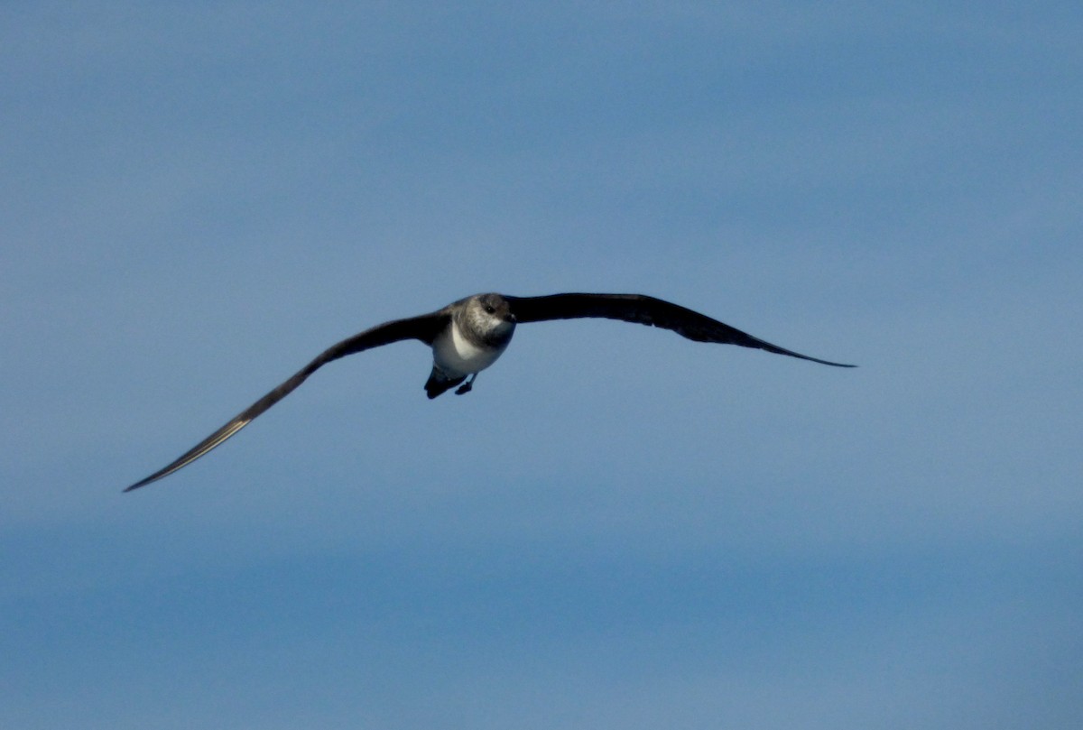 Long-tailed Jaeger - Héctor Bintanel Cenis