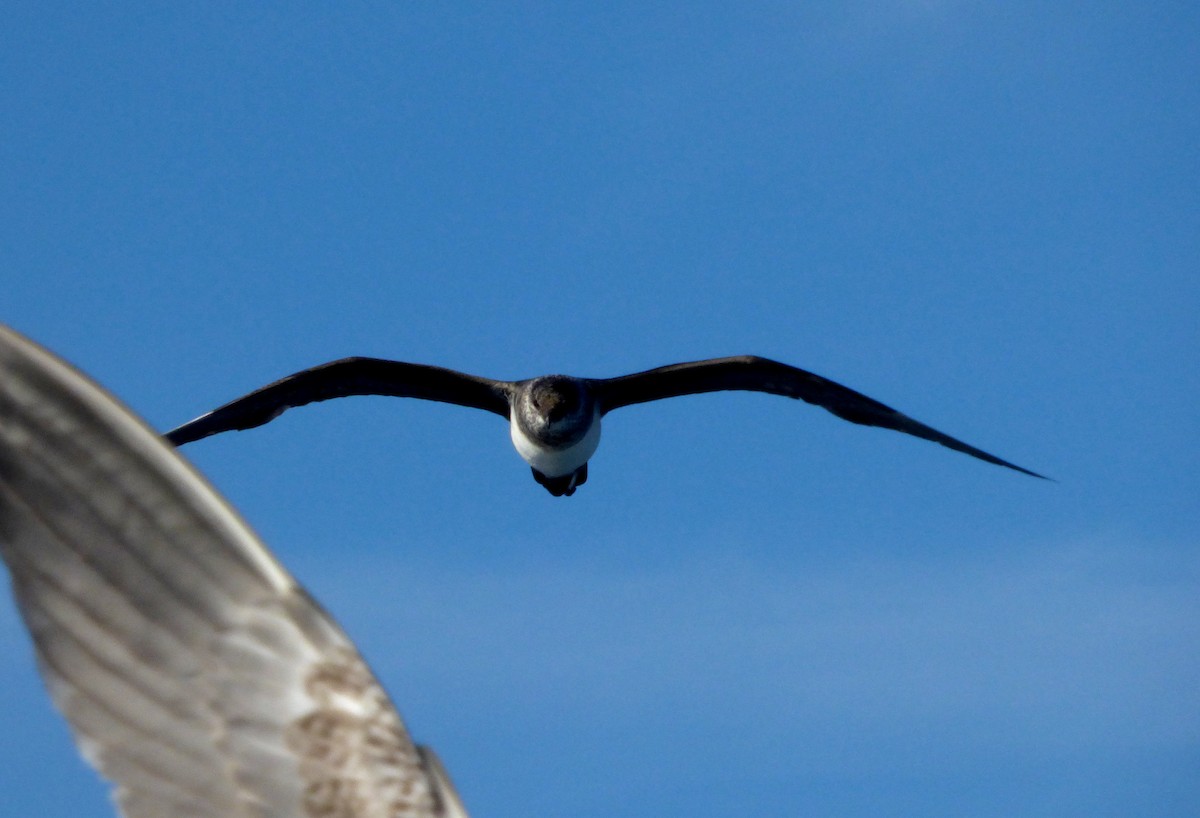 Long-tailed Jaeger - Héctor Bintanel Cenis