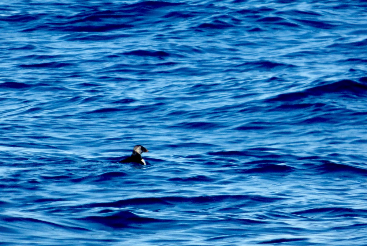 Atlantic Puffin - Héctor Bintanel Cenis