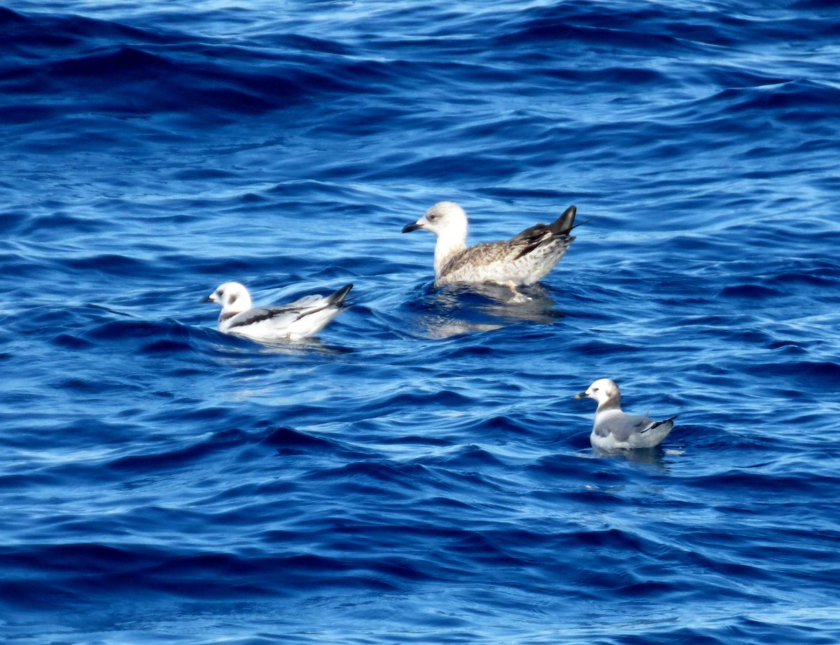 Black-legged Kittiwake - Héctor Bintanel Cenis