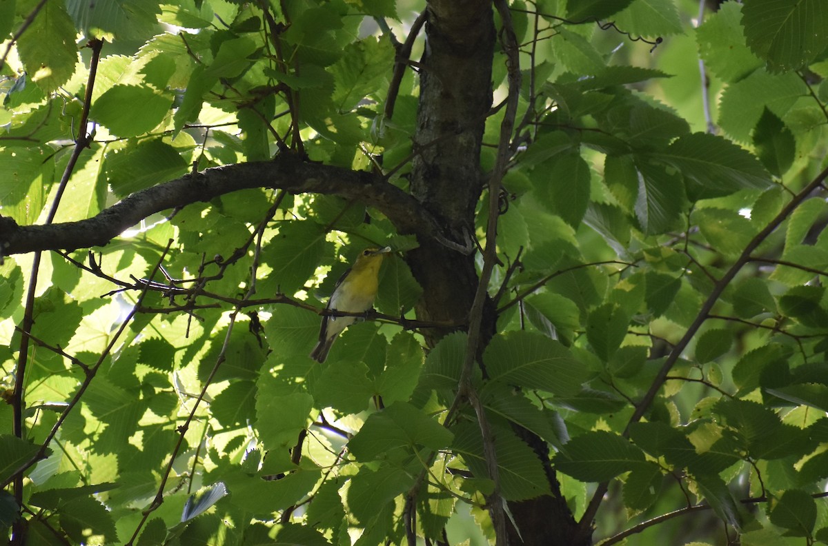 Yellow-throated Vireo - ML612794751