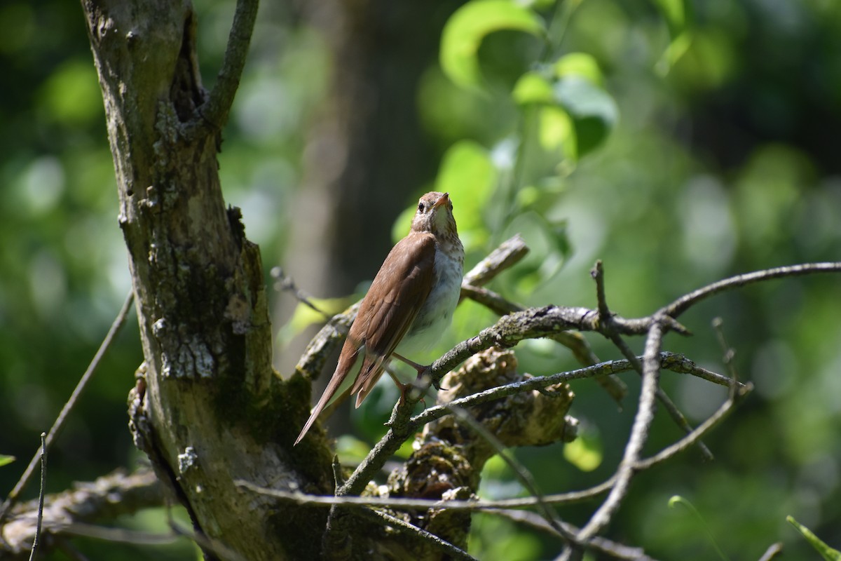 Veery - ML612794784