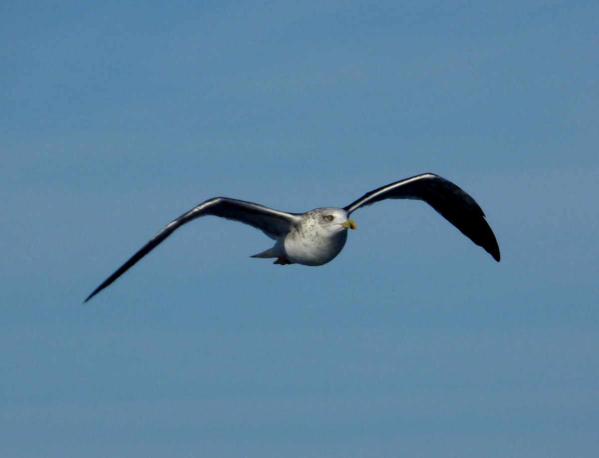 Lesser Black-backed Gull - Héctor Bintanel Cenis