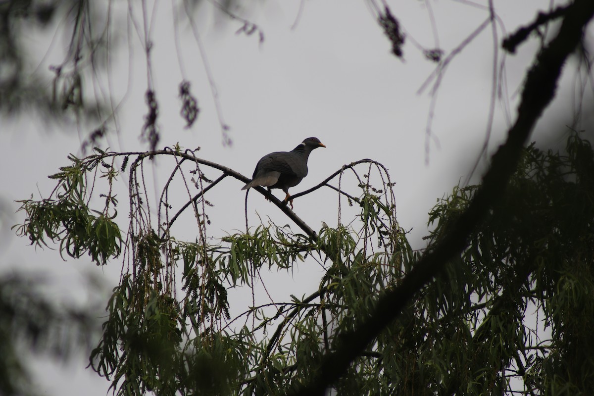 Band-tailed Pigeon (White-necked) - ML612794899