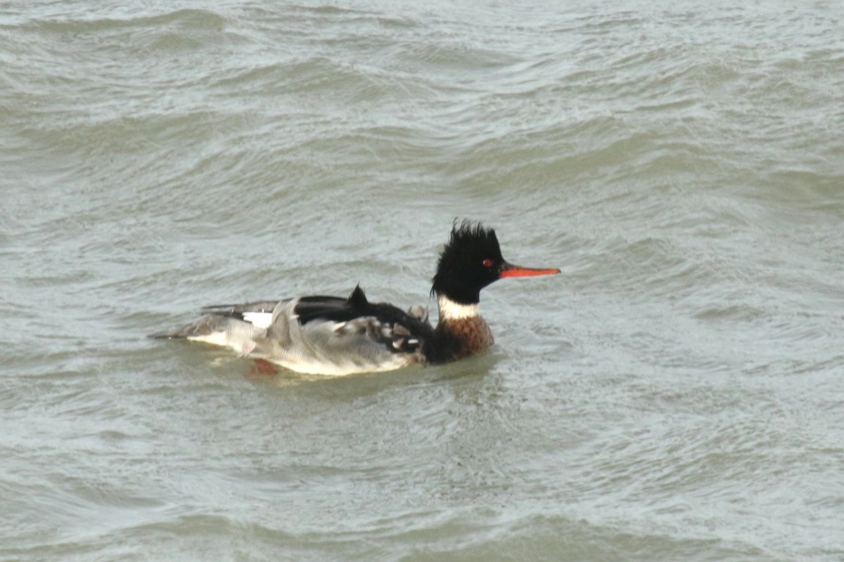 Red-breasted Merganser - ML612794901