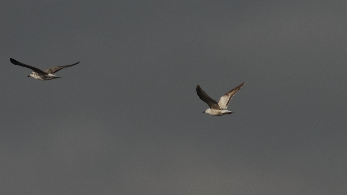 Yellow-legged/Lesser Black-backed Gull - ML612794936