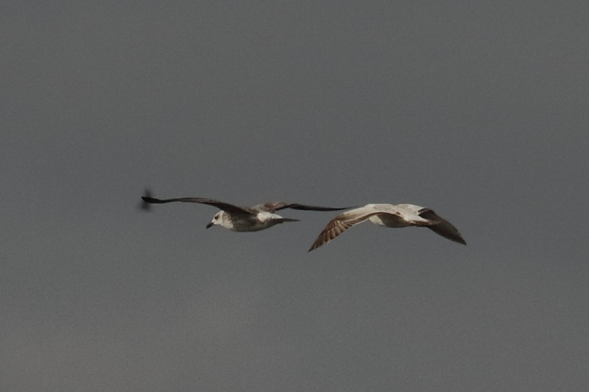 Yellow-legged/Lesser Black-backed Gull - ML612794937