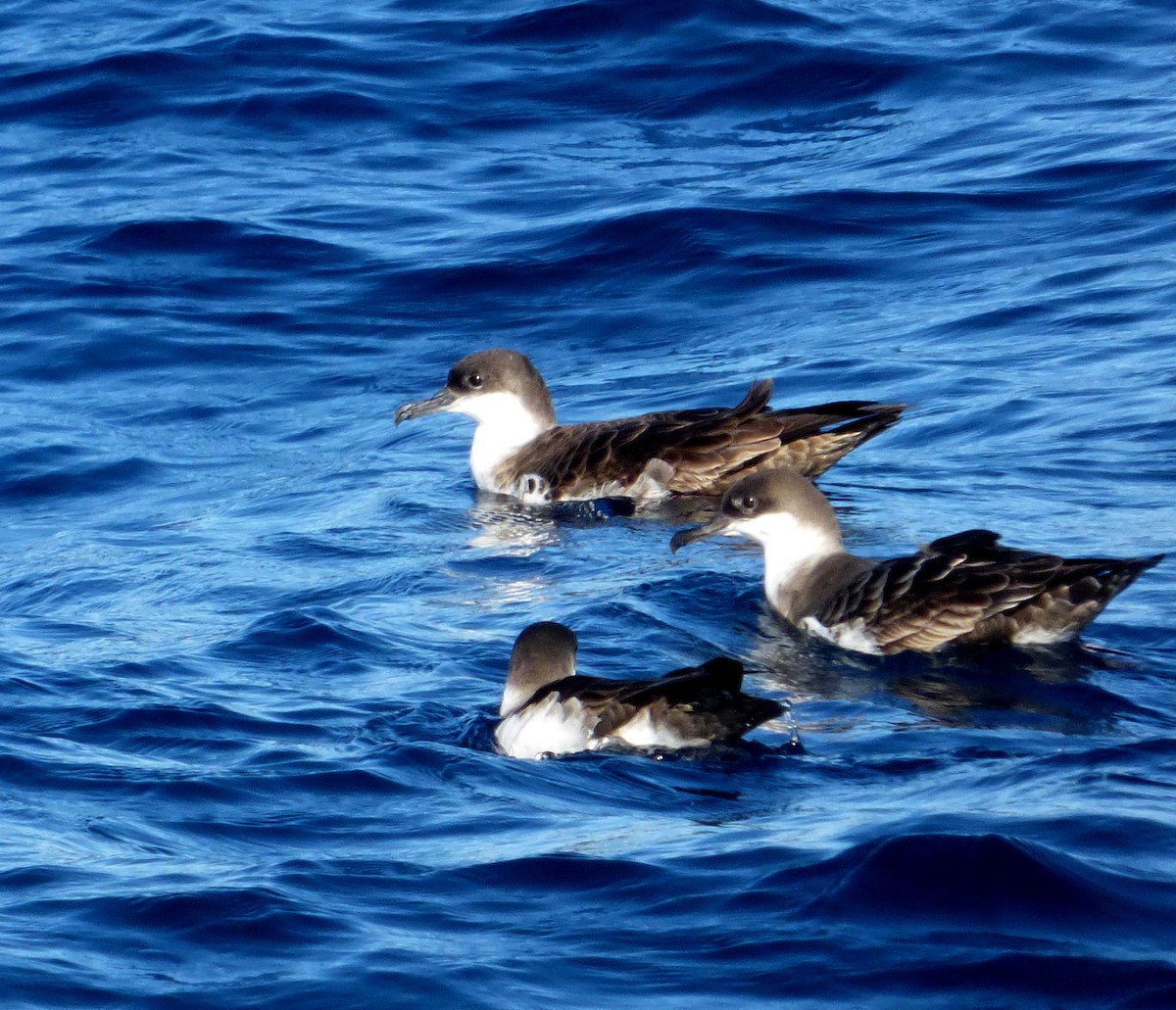 Great Shearwater - Héctor Bintanel Cenis