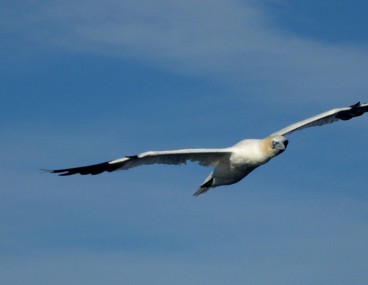 Northern Gannet - Héctor Bintanel Cenis