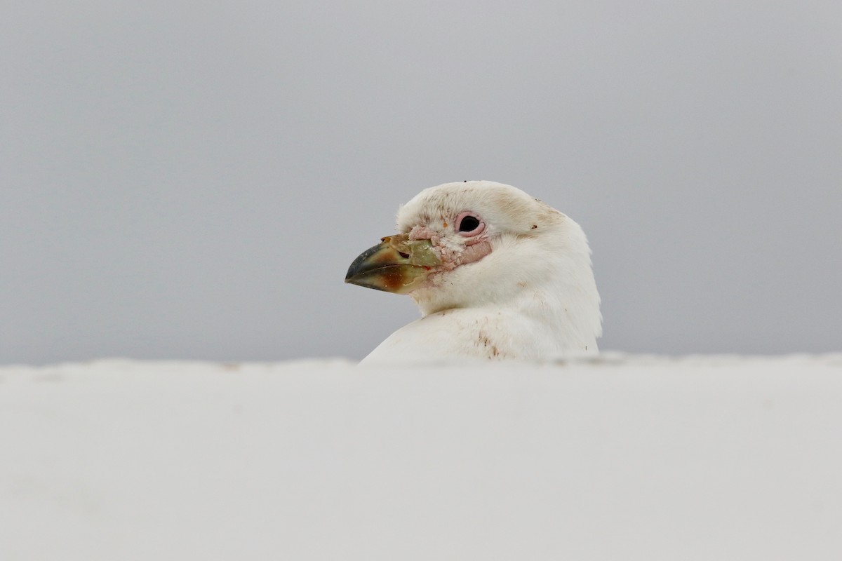 Snowy Sheathbill - ML612794963