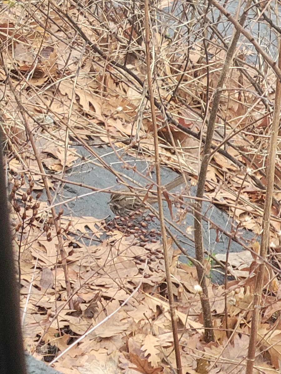 White-throated Sparrow - ML612795002