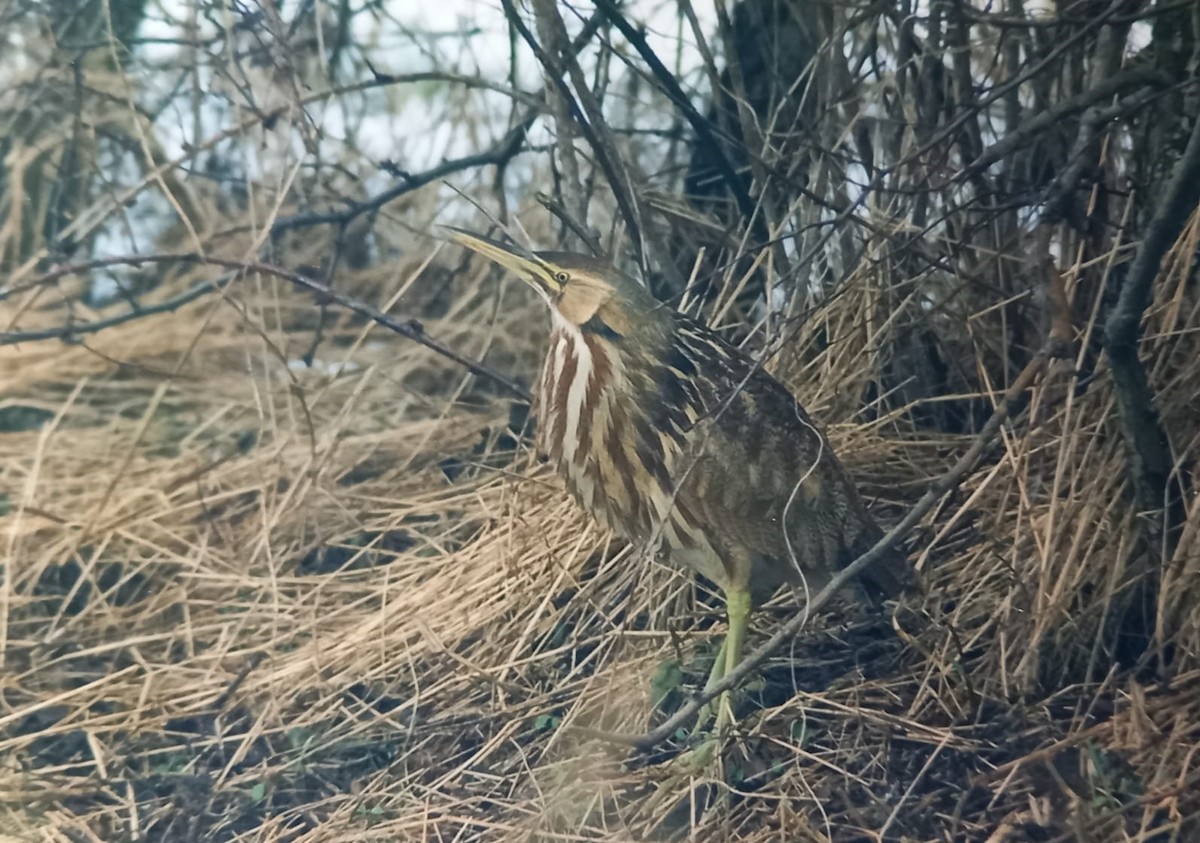 American Bittern - Gavin Thomas