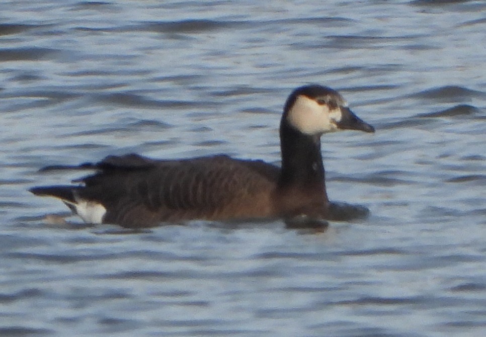 Barnacle x Canada Goose (hybrid) - ML612795025