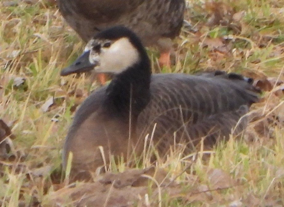 Barnacle x Canada Goose (hybrid) - ML612795028