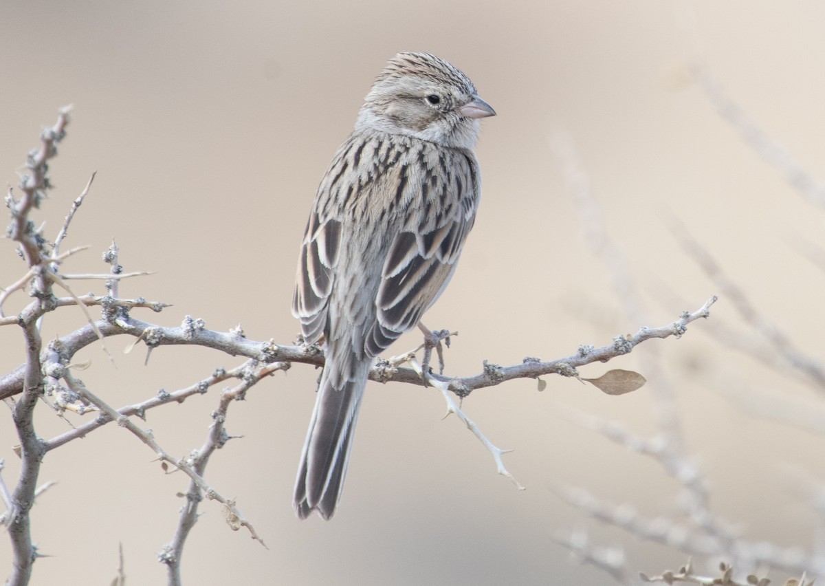 Brewer's Sparrow - Sharyn Magee