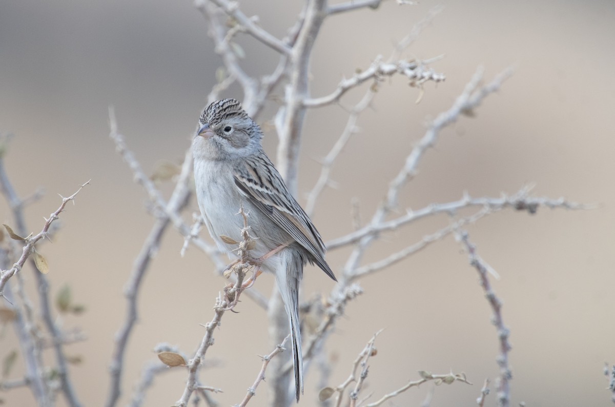 Brewer's Sparrow - ML612795037