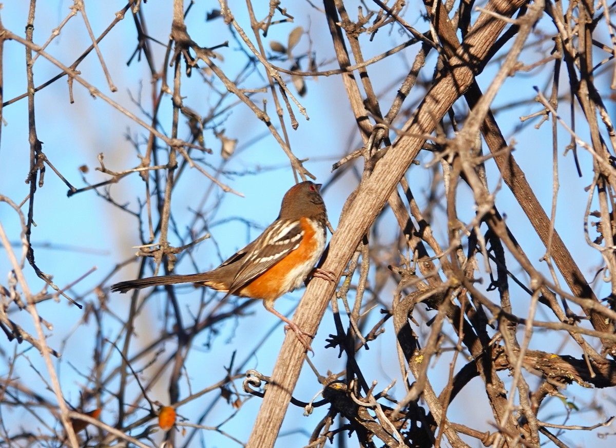 Spotted Towhee - ML612795046