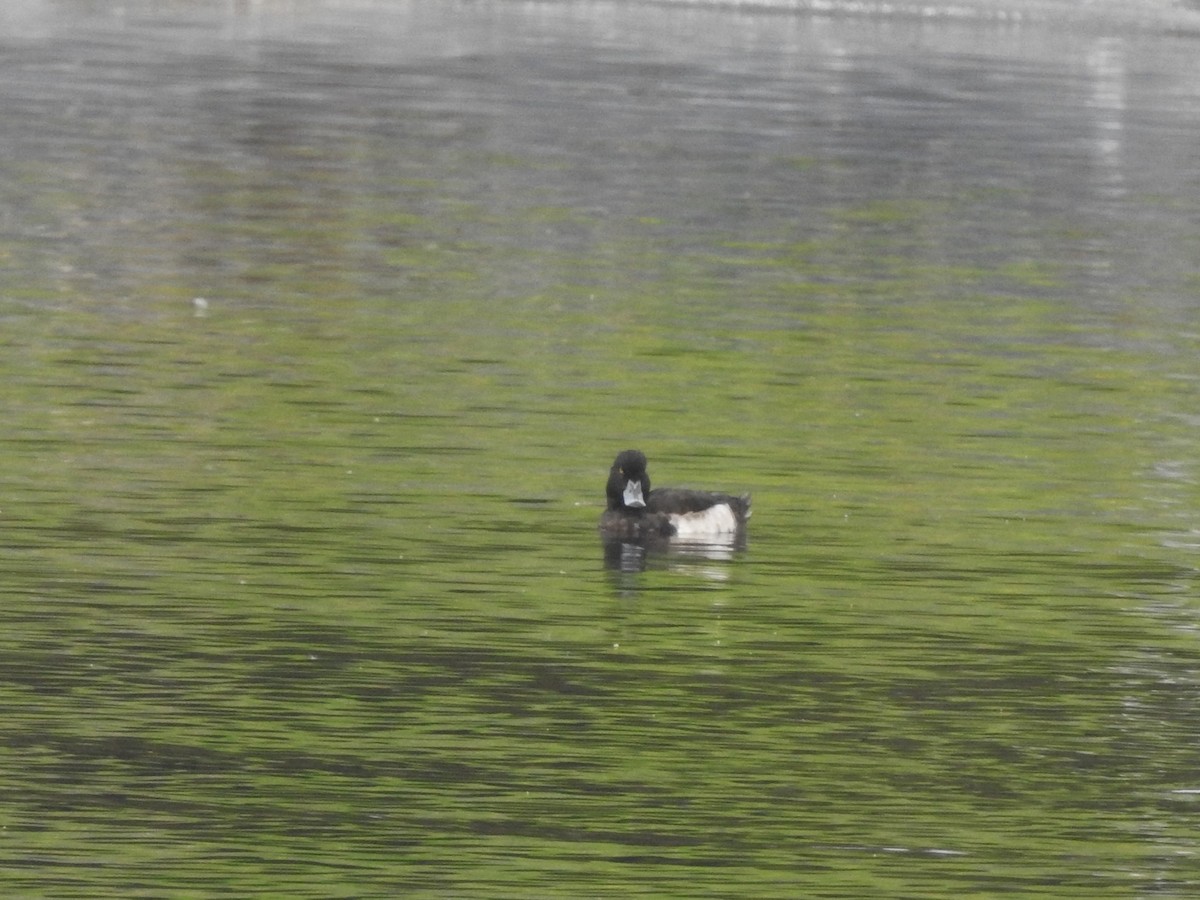Tufted Duck - ML612795054