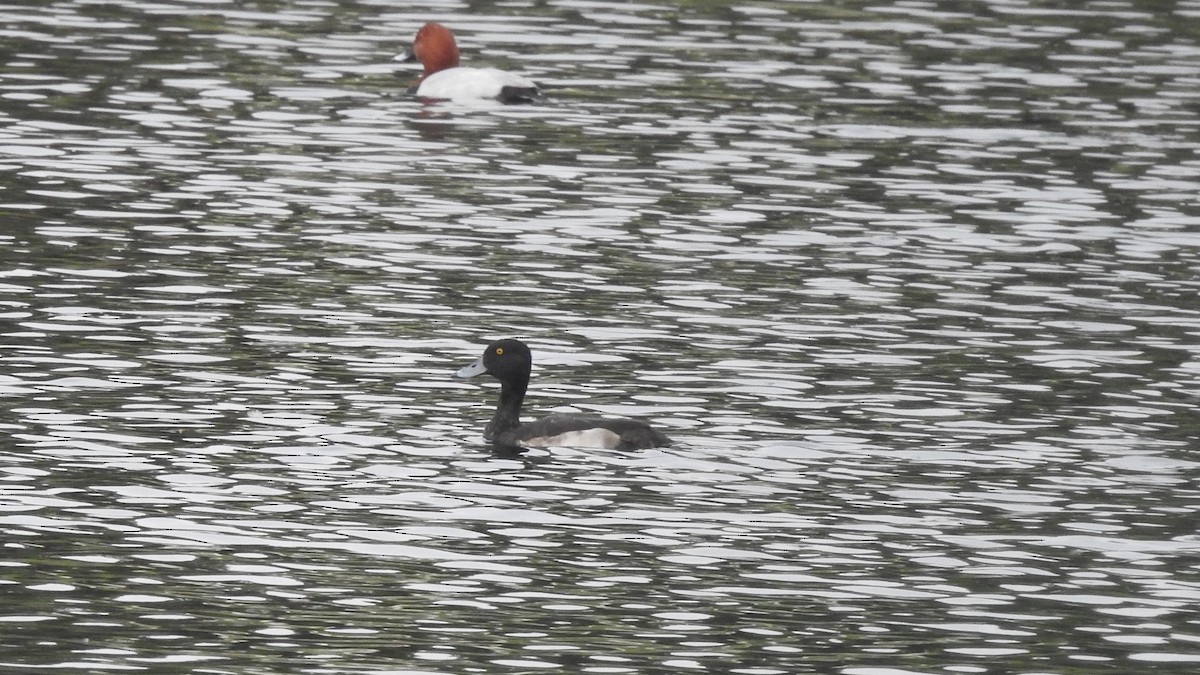 Tufted Duck - ML612795060