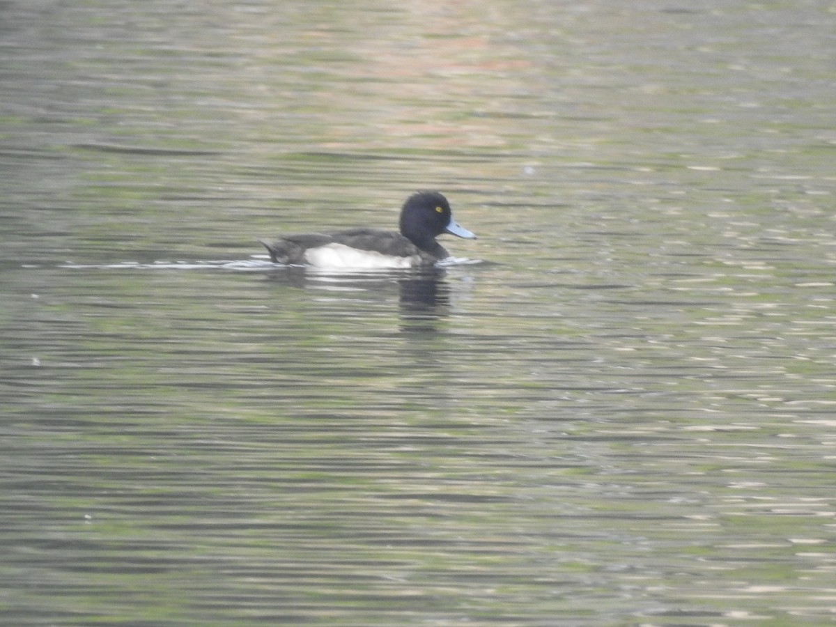 Tufted Duck - ML612795065