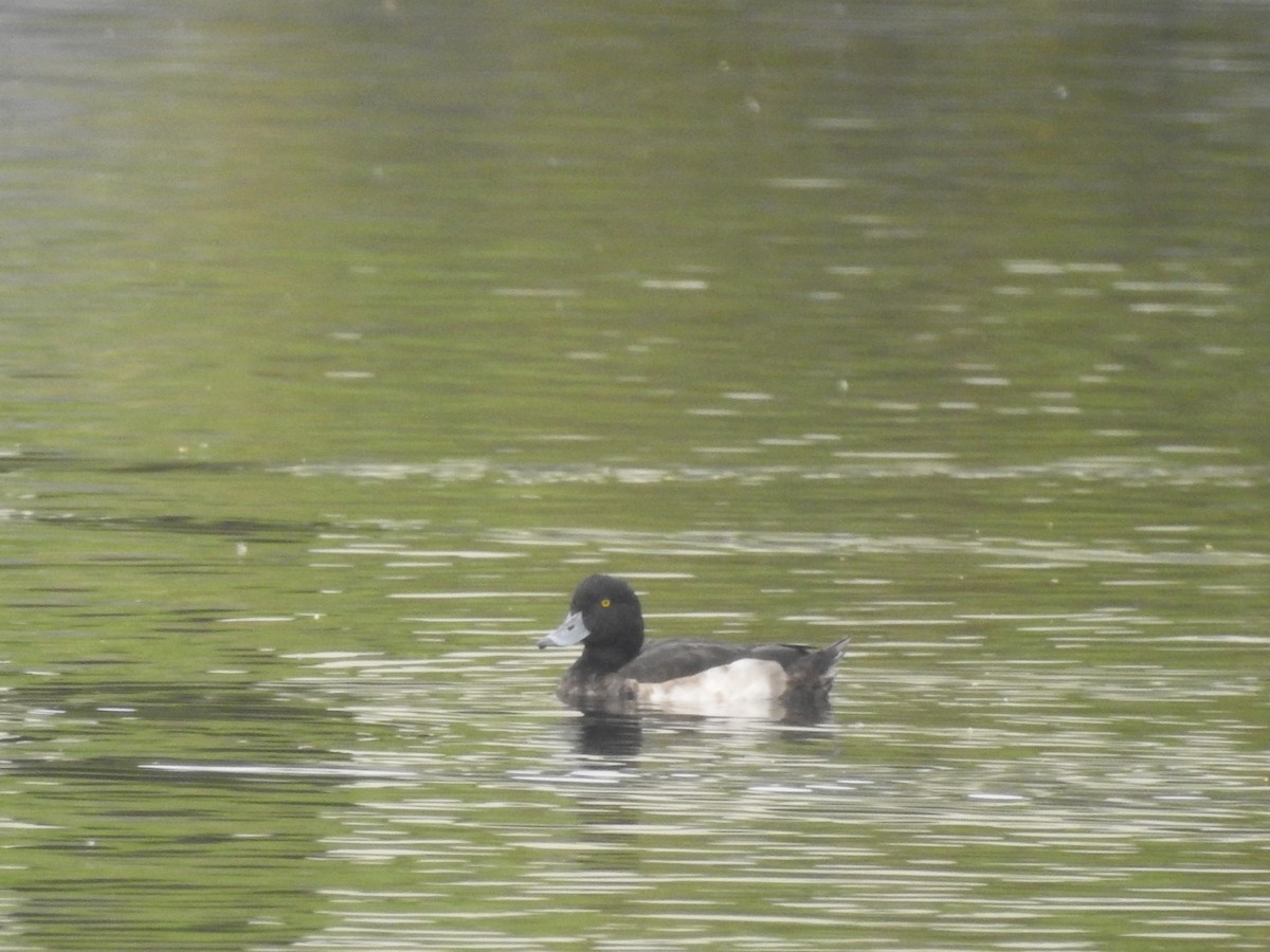 Tufted Duck - ML612795073