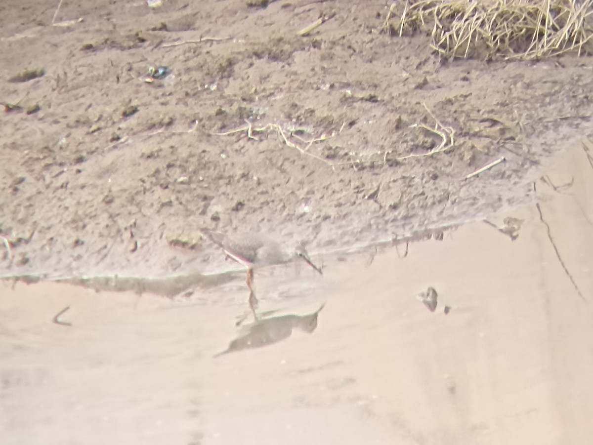 Lesser Yellowlegs - ML612795079