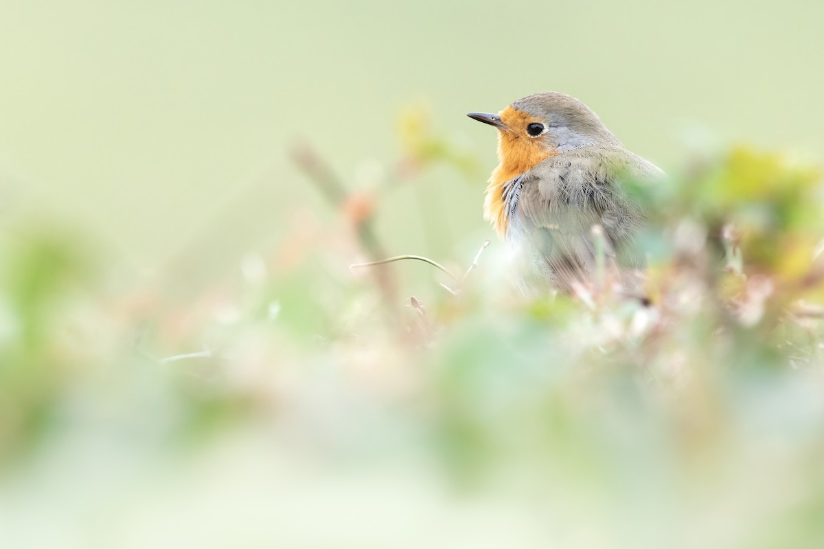 European Robin - ML612795094