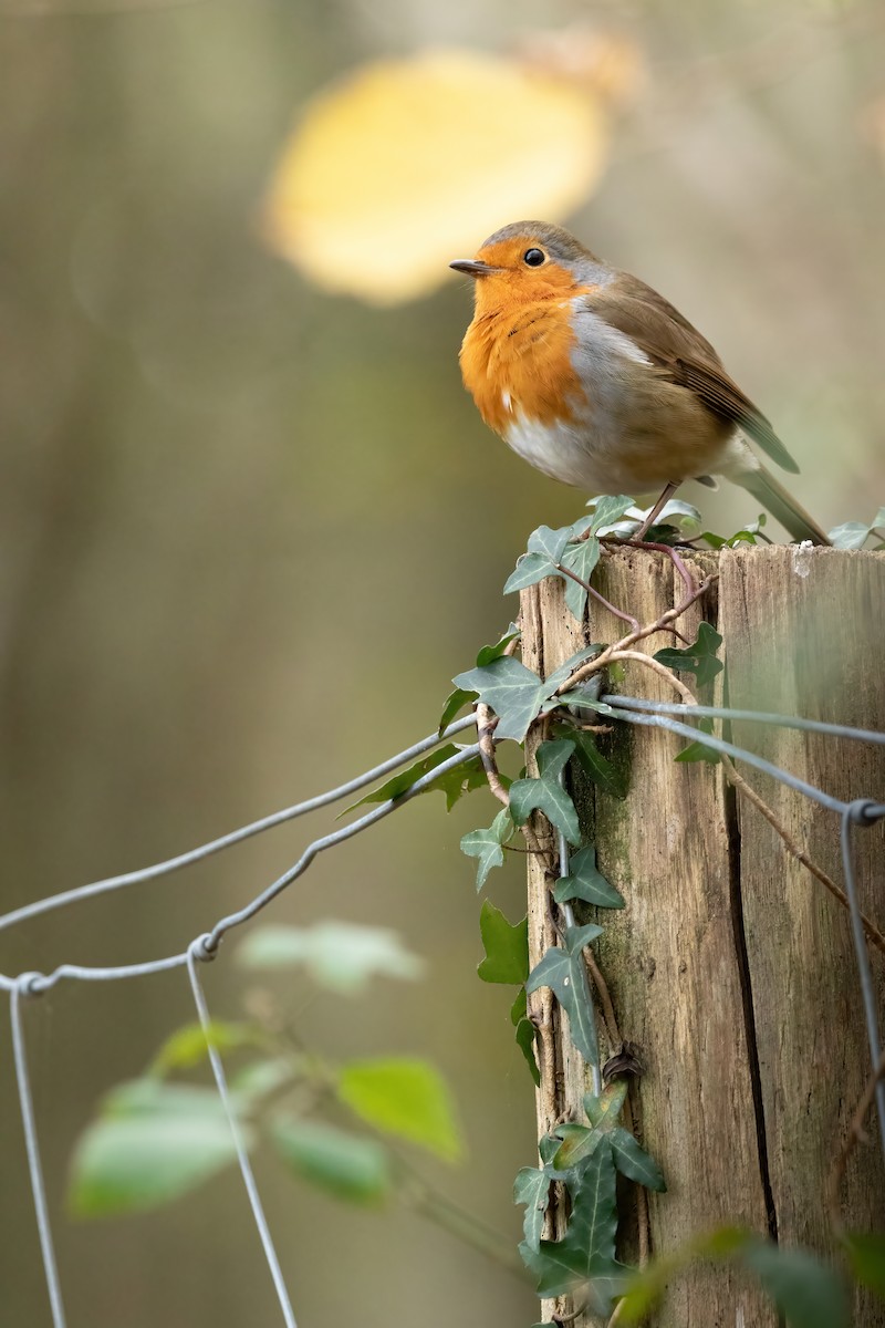 European Robin - ML612795115