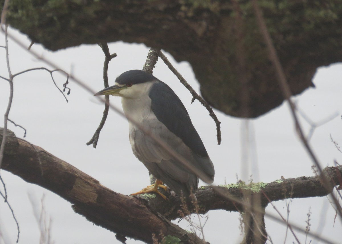 Black-crowned Night Heron - ML612795165