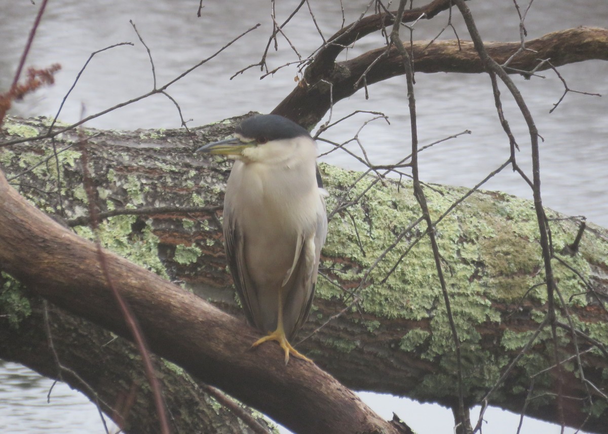 Black-crowned Night Heron - ML612795166