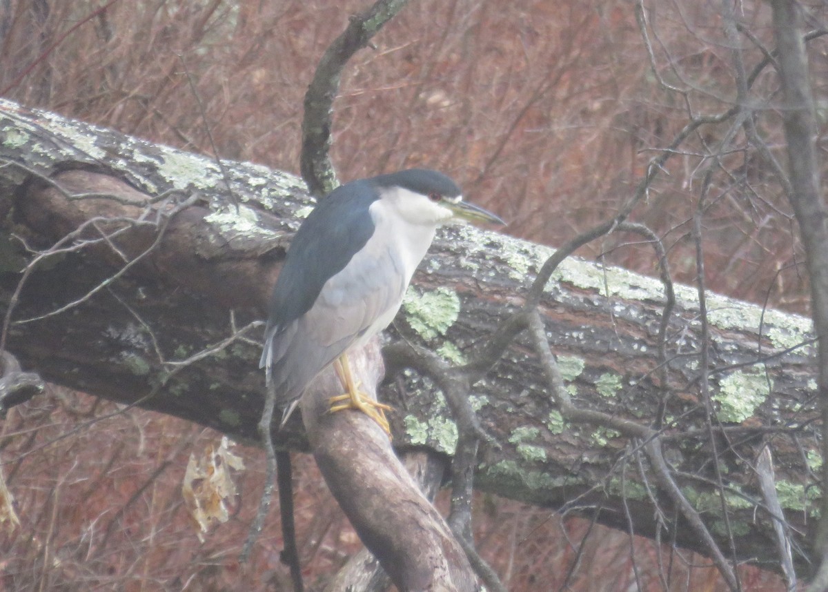 Black-crowned Night Heron - Mary Ess-Why